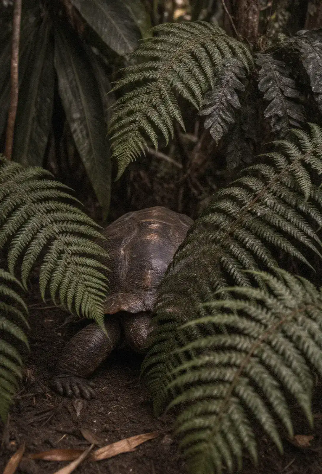 A wall of jungle canopy at dusk, ferns parting at ground level where something heavy has just passed, a single scarred shoulder-scute visible in the last green gap before the leaves close.